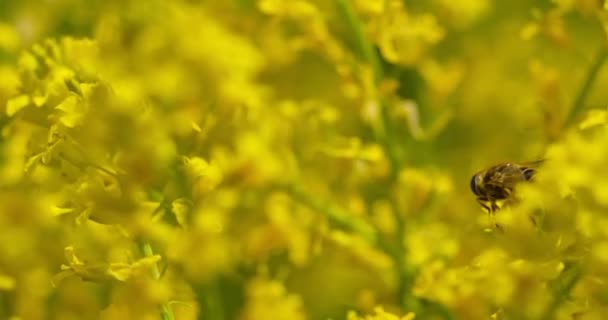 Arının Yakından Çekilmiş Bir Görüntüsü Polen Toplar Bahçedeki Bir Çiçeği — Stok video