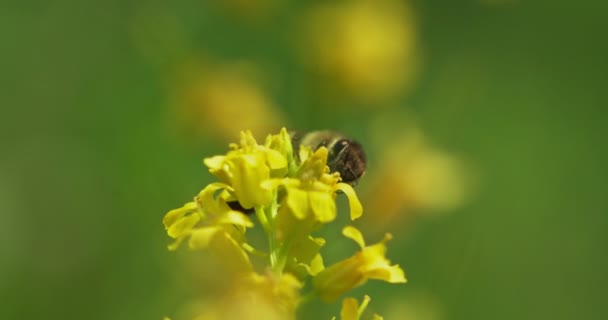 Närbild Skott Ett Honungsbi Samlar Pollen Och Pollinerar Blomma Trädgården — Stockvideo
