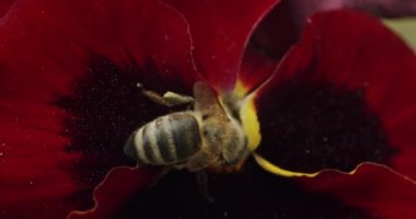 Arının yakın plan çekimi polen toplar ve bahçedeki kırmızı çiçeği tozlaştırır.