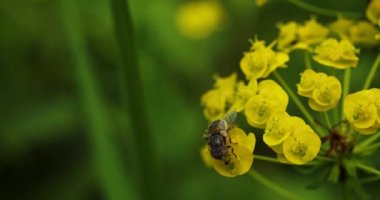 Bir sinek bahçede bir yaprağa oturur.
