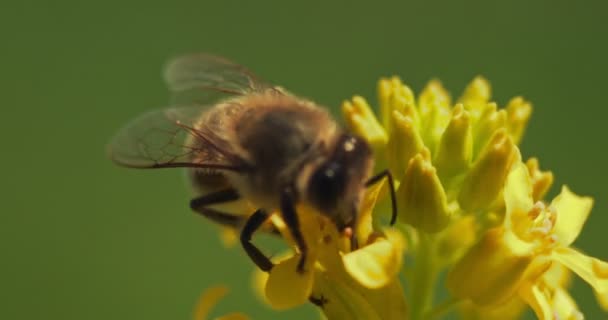 Primo Piano Ape Raccoglie Polline Impollina Fiore Giardino Nella Natura — Video Stock