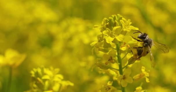 Närbild Makro Skott Ett Samlar Pollen Och Pollinerar Blommande Gul — Stockvideo
