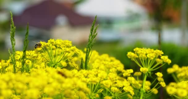 Närbild Skott Ett Samlar Pollen Och Pollinerar Blommande Gul Blomma — Stockvideo