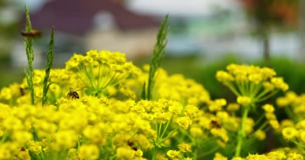 Arının Yakın Çekim Makro Görüntüsü Polen Toplar Polen Toplar Çiçek — Stok video