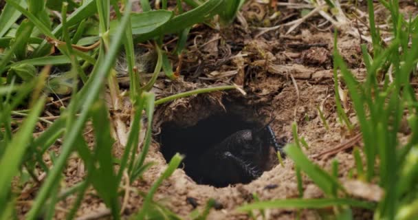 鼹鼠蟋蟀 Gryllotalpidae 靠近蟋蟀 坐在洞里寻找食物 — 图库视频影像