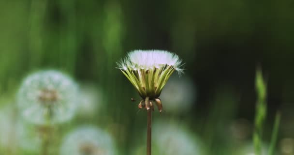 Close Shot Dandelions Burgeon Swaying Wind Dandelion Seeds Falling — Stock Video