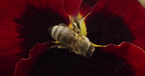 Macro Tiro Uma Abelha Recolhe Pólen Poliniza Flor Vermelha Jardim — Vídeo de Stock