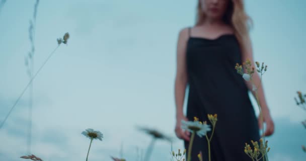 Zbliżenie Górę Kobiety Ręka Szarpie Rumianek Kwiat Piękny Bokeh — Wideo stockowe