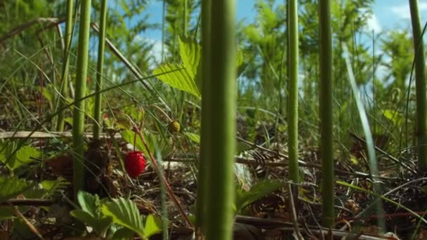 Vrouwelijke Boeren Die Biologische Aardbeien Plukken Verse Biologische Aardbeien Oogsten — Stockvideo