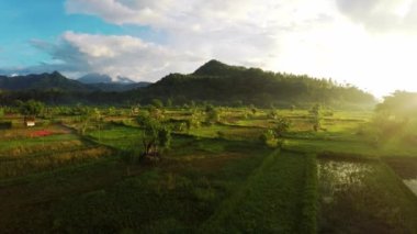 Bali adasından insansız hava aracı görüntüsü. Parlak günbatımı ya da çiçek açan tarlalar, palmiye ağaçları ve dağlarla gün doğumu.