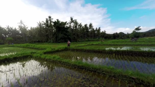 Беспилотник Острова Бали Сияющий Сияющий Закат Восход Солнца Цветущими Полями — стоковое видео