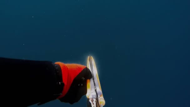 Κυνηγός Ψαριών Υποβρύχιος Κυνηγός Ψαροντούφεκο Αφοπλίζοντας Ψαροντούφεκο Υποβρύχιο Κυνήγι — Αρχείο Βίντεο