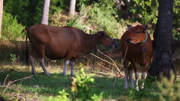 Vacas Balinesas Prado Pastam Sob Palmeiras — Vídeo de Stock