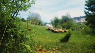 Vahşi çiçeklerle ve Bokeh 'te otlayan koyunlarla muhteşem çiçek açan otlağın sinematik çekimi.