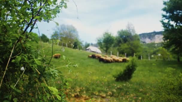 Vahşi Çiçeklerle Bokeh Otlayan Koyunlarla Muhteşem Çiçek Açan Otlağın Sinematik — Stok video