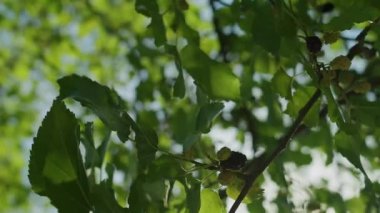 Dikey video, el kamerasıyla Farden 'de meyve topluyor, çiftçi dut topluyor ve bahçıvan dut topluyor.