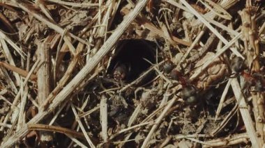 Yuva yakınında karıncaların yaşamını ve dikey bir karınca yuvasında orman karıncalarının yaşamını en iyi çeken şey.