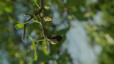 . Bahçede meyve toplayan dikey yakın el çiftçi, dut toplayan bahçıvan ve dut topluyor.