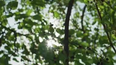 Bahçede meyve toplamak, çiftçi dut toplamak ve bahçıvan dut toplamak. Dikey