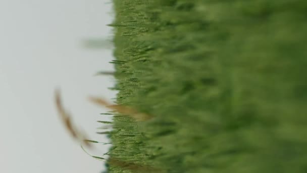 Вертикально Крупним Планом Самотній Сухий Стебло Трави Зеленому Полі Нерозрідженої — стокове відео
