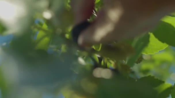 Verticale Video Close Hand Verzamelen Van Fruit Farden Boer Plukken — Stockvideo