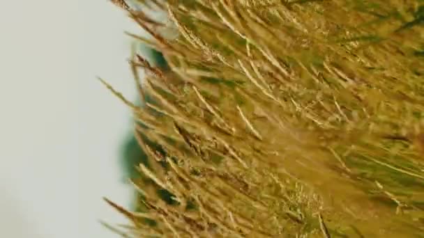 若い小麦のスパイクを通して輝く垂直ビデオ黄金の太陽 — ストック動画