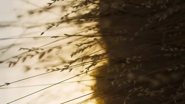 Вертикальна Камера Пролітає Через Траву Під Час Квітучого Заходу Сонця — стокове відео