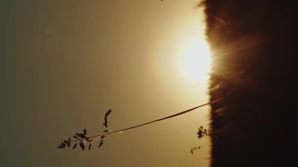 垂直のタイムラプス乾燥した草と太陽は地平線を超えています — ストック動画