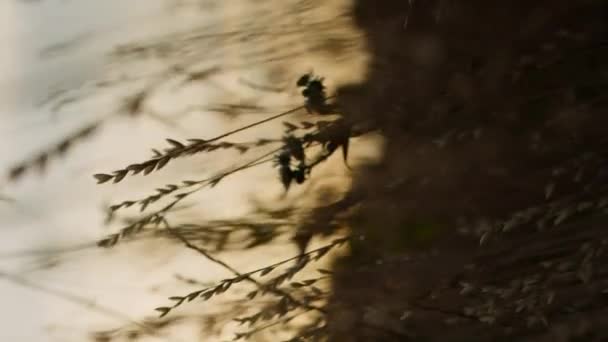 Κάθετη Κάμερα Πετά Μέσα Από Ξηρό Γρασίδι Στο Ηλιοβασίλεμα Την — Αρχείο Βίντεο