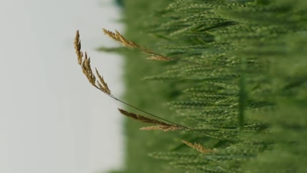 Вертикальна Медитація Самотнього Сухого Стебла Трави Зеленому Полі Нерозрідженої Пшениці — стокове відео