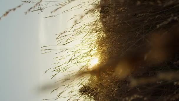 Вертикальная Видеокамера Пролетает Через Сухую Траву Закате Восходе Солнца Лучи — стоковое видео