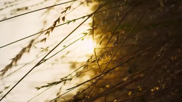 Вертикальна Камера Пролітає Через Суху Траву Заході Сонця Або Промені — стокове відео
