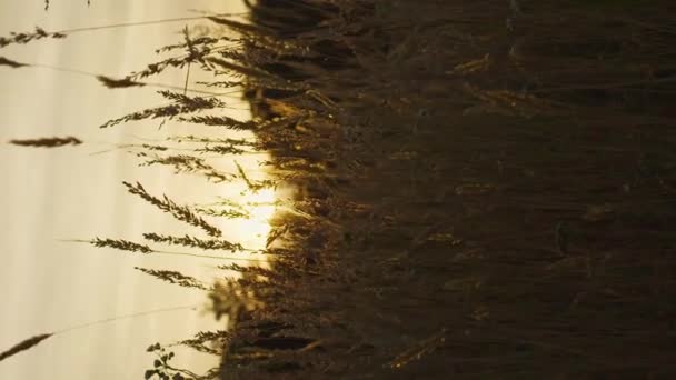 夕方のタイムラプス乾燥した草と太陽は 日没や日の出 垂直ビデオで地平線を超えています — ストック動画
