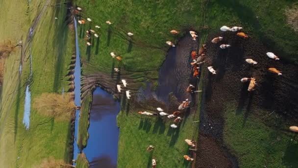 大群奶牛的竖直的农场生活天线正在美丽的野生羊角绿色草地上放牧 畜牧业 — 图库视频影像