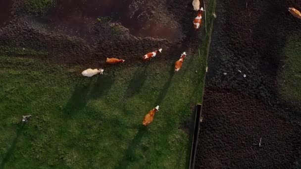 美しい野生の森で放牧した後 垂直の空中撮影されたビデオ牛は農場に帰ります — ストック動画