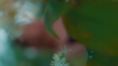 Dikey video, kahverengi gömlekli güzel kadın model, elma bahçesindeki bir çayırda poz veriyor.