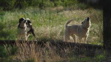 Çitin arkasındaki köpekler bölgeyi koruyan insanlara havlar.
