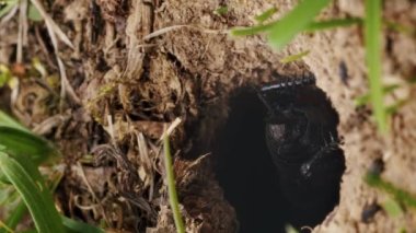 Dikey video kara cırcır böcekleri delikte saklanır