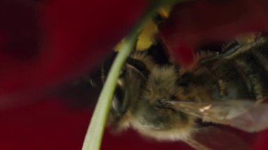 Bir çiçekte dikey video makro arı