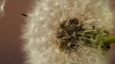 Karahindiba tohumunun dikey yakın çekimi