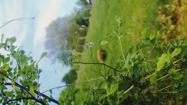 ボケーの野生の花と放牧羊との垂直ビデオ素晴らしい咲く牧草地 — ストック動画