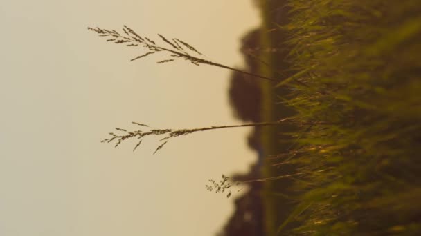 Вертикальное Видео Медитативное Замедленное Движение Травы Закате Восходе Солнца Лучи — стоковое видео