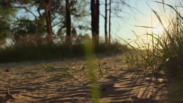 Песчаная Буря Берегу Фоне Огромного Яркого Солнца — стоковое видео