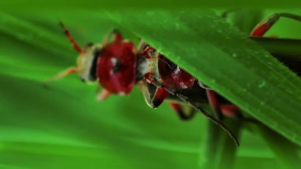 Dikey Video Çiftleşen Böcekler Itfaiyeciler Çimlerin Üzerinde Sürünüyorlar — Stok video