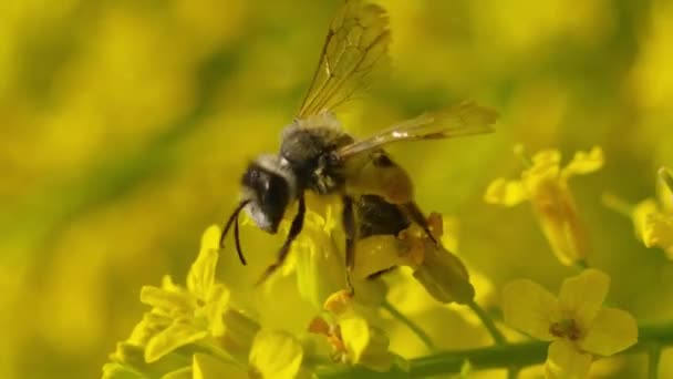 Bir Arının Dikey Makro Görüntüsü Polen Toplar Polen Toplar Çiçek — Stok video