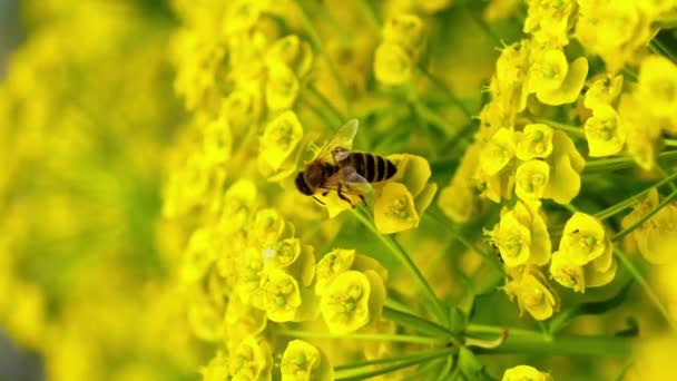 Вертикальная Видео Пчела Жёлтом Цветке — стоковое видео