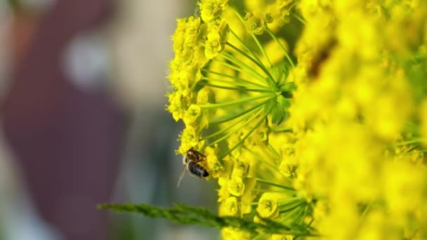 Függőleges Videó Méh Gyűjti Pollen Egy Sárga Virág — Stock videók