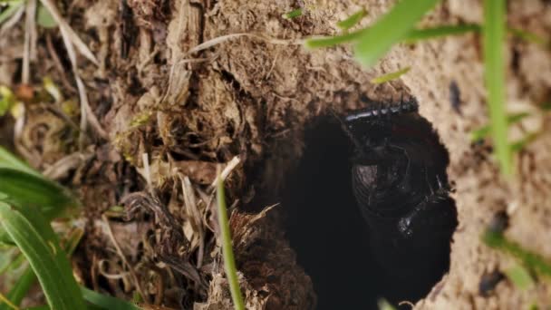Dikey Video Kara Cırcır Böcekleri Delikte Saklanır — Stok video