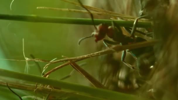 垂直ビデオ アリの寿命を閉じる — ストック動画