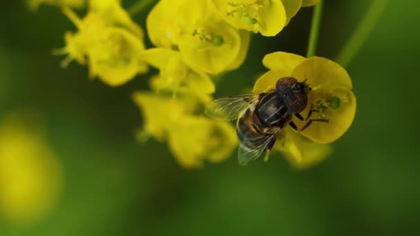 垂直的视频蜜蜂在一朵黄色的花上采集花粉 — 图库视频影像